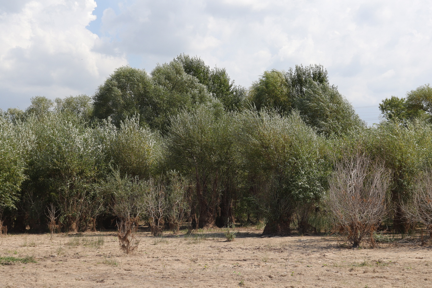 Эгиз-Оба, image of landscape/habitat.