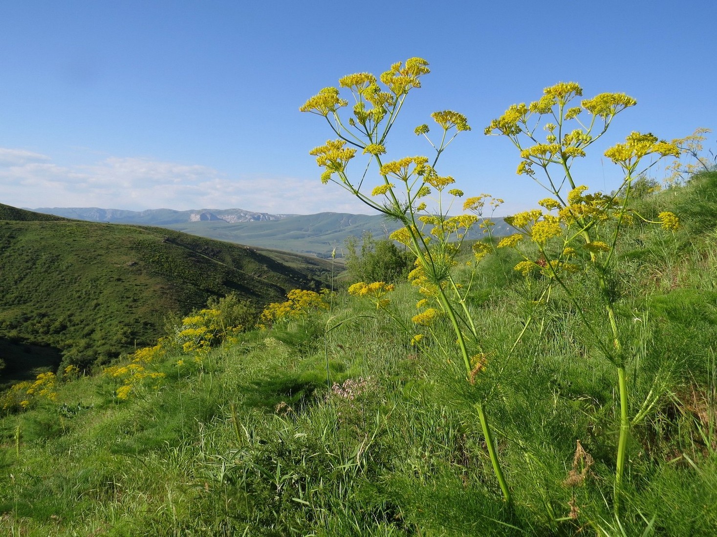 Сунгинская лесная дача, image of landscape/habitat.