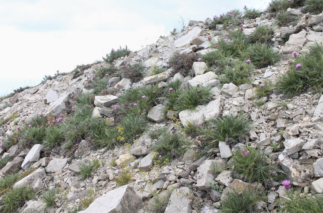 Андреевский перевал, image of landscape/habitat.