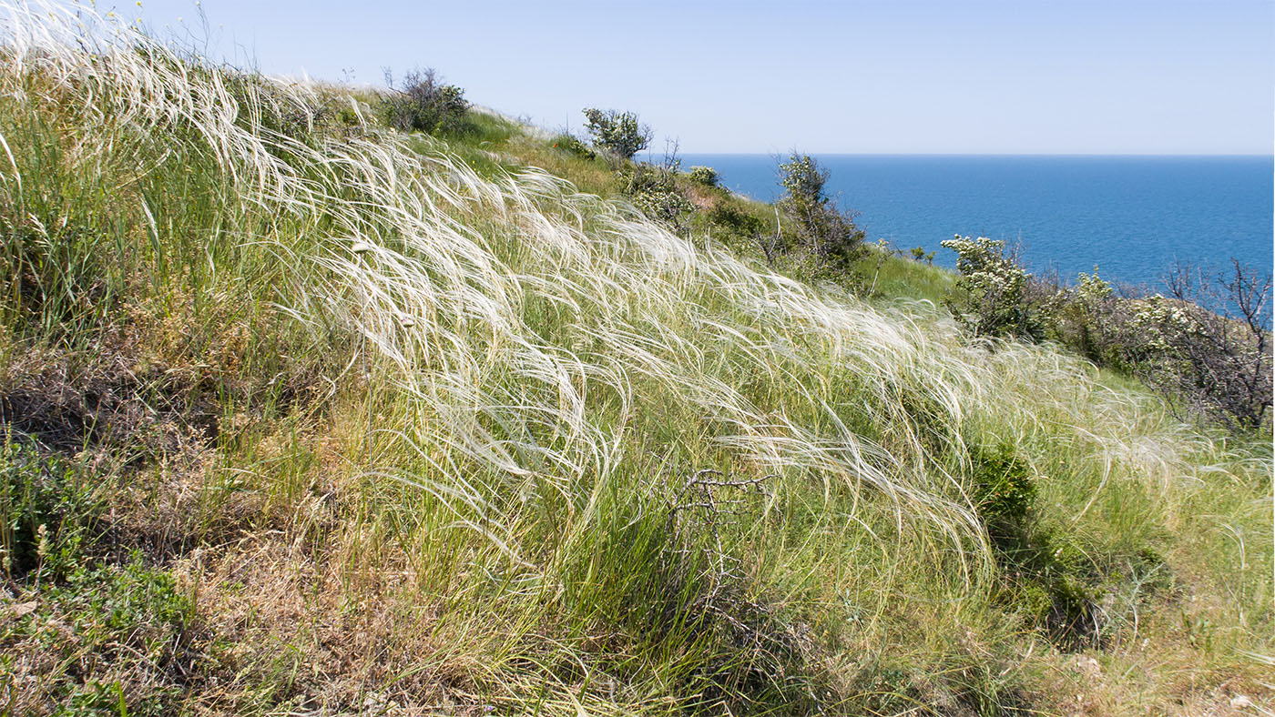 Окрестности Осовин, image of landscape/habitat.