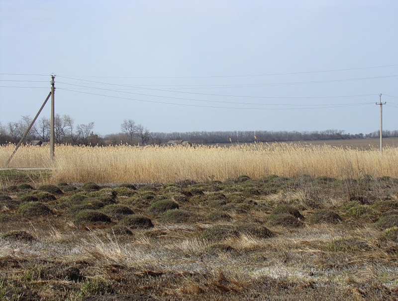 Пойма у хутора Гудко-Лиманский, image of landscape/habitat.