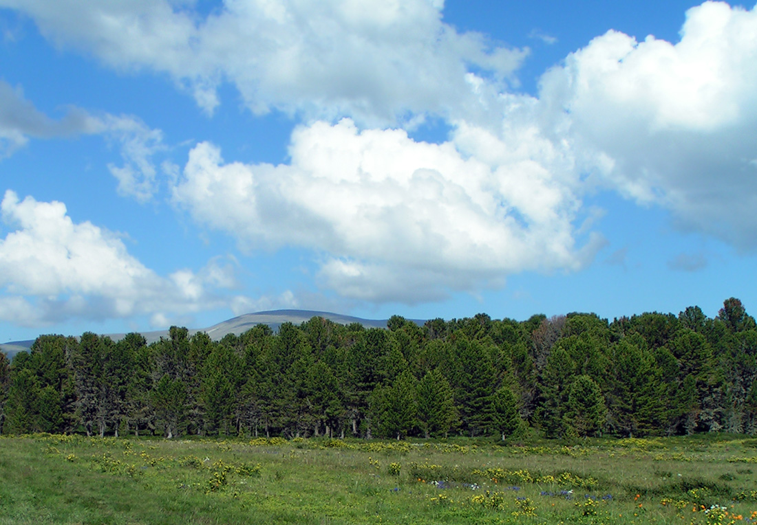 Семинский перевал, image of landscape/habitat.