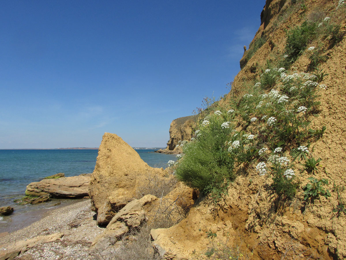 Мыс Лукулл, image of landscape/habitat.