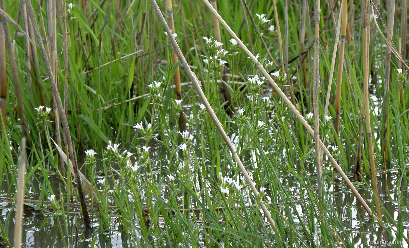 Сага, image of landscape/habitat.