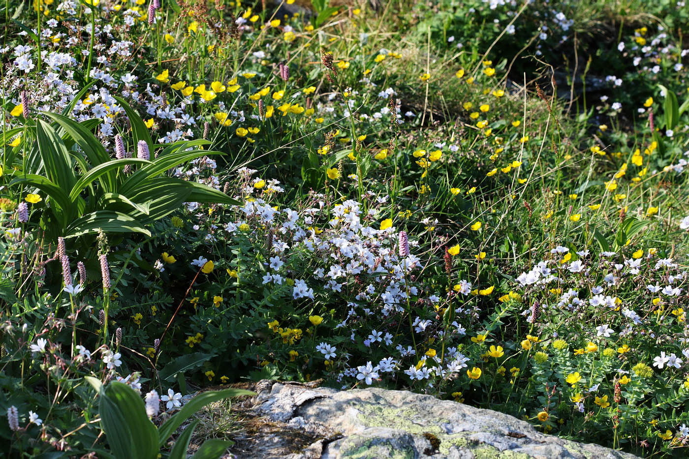 Алькесвож, image of landscape/habitat.