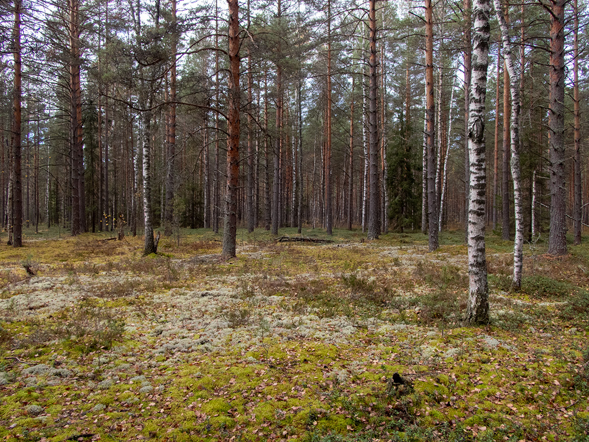 Вербилки, image of landscape/habitat.