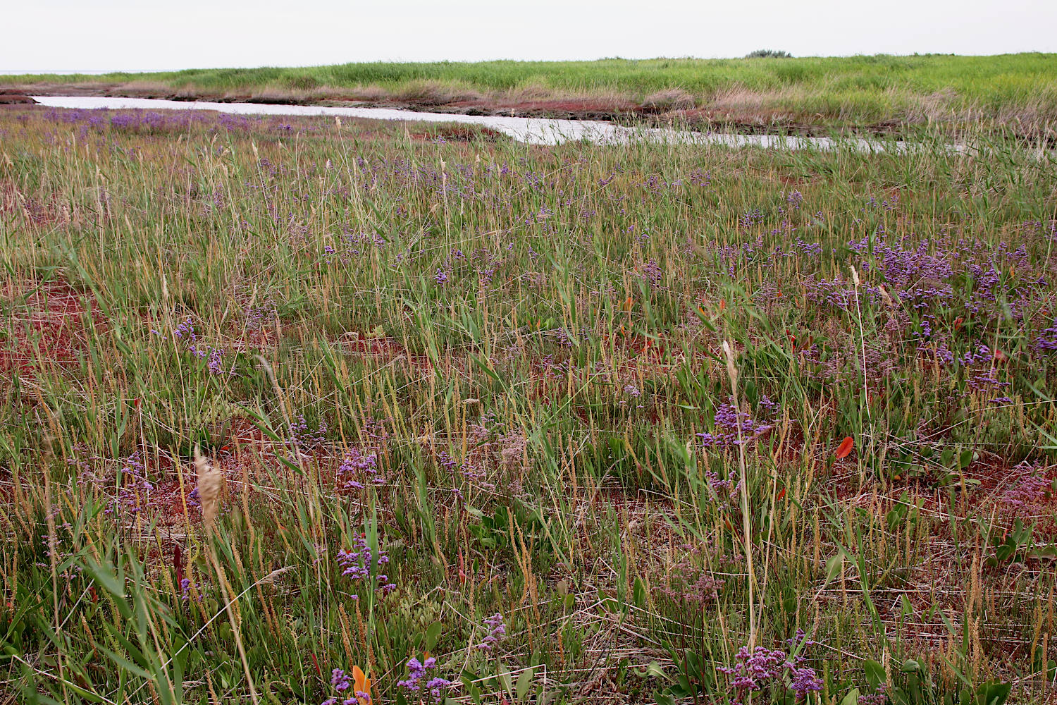 Котловина озера Кучукское, image of landscape/habitat.