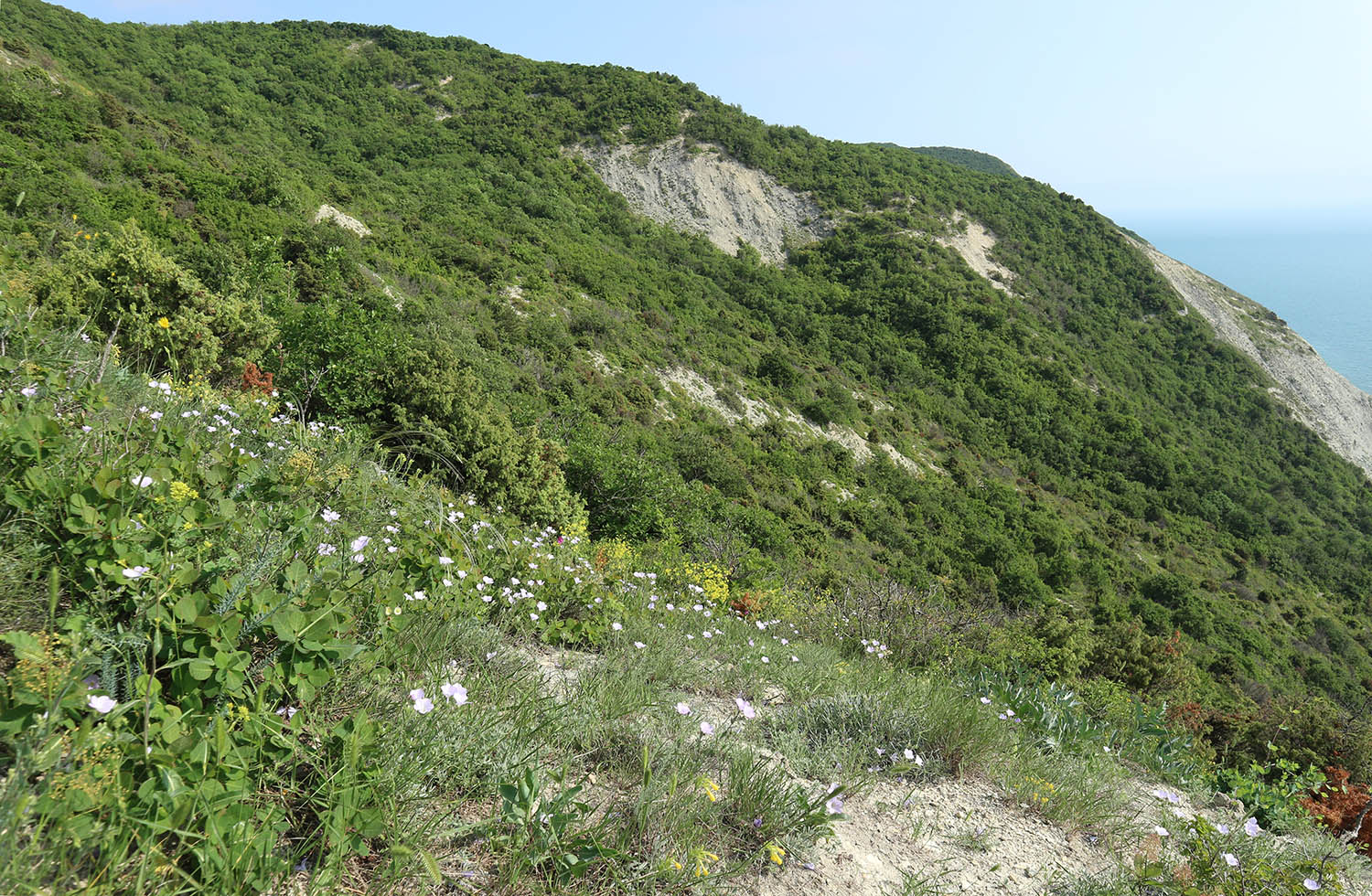 Супсех, image of landscape/habitat.