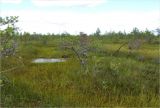 Пелецкий Мох, image of landscape/habitat.