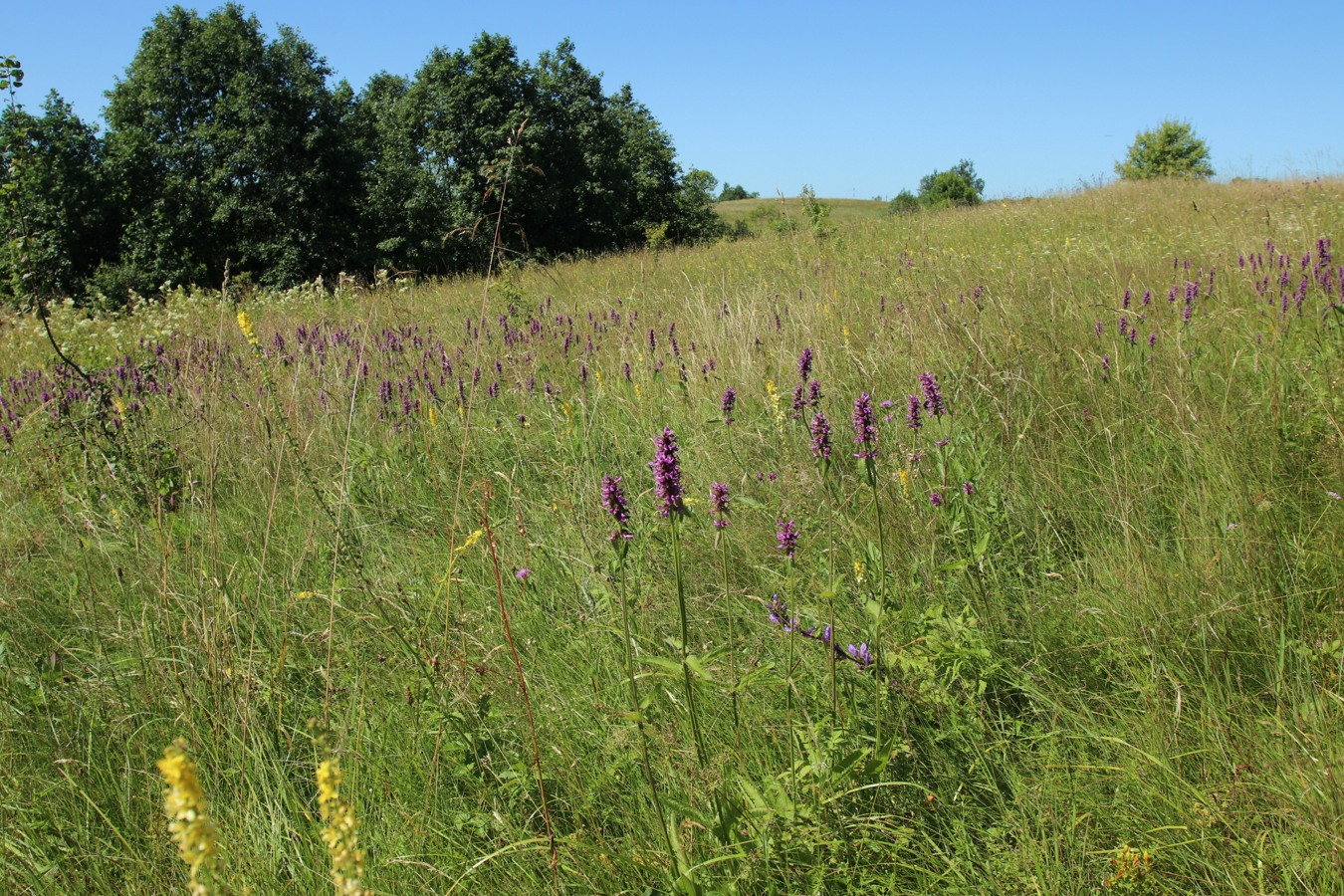 Местечко и окрестности, image of landscape/habitat.