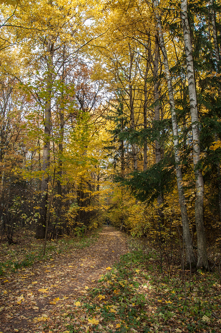 Парк "Сергиевка", image of landscape/habitat.