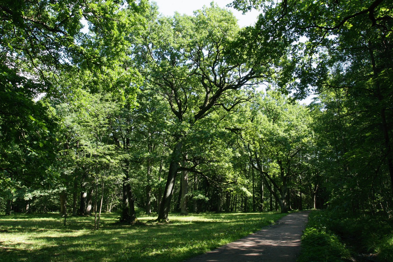 Парк "Сергиевка", image of landscape/habitat.