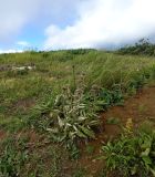 Стоянка "Вилючинский перевал", image of landscape/habitat.