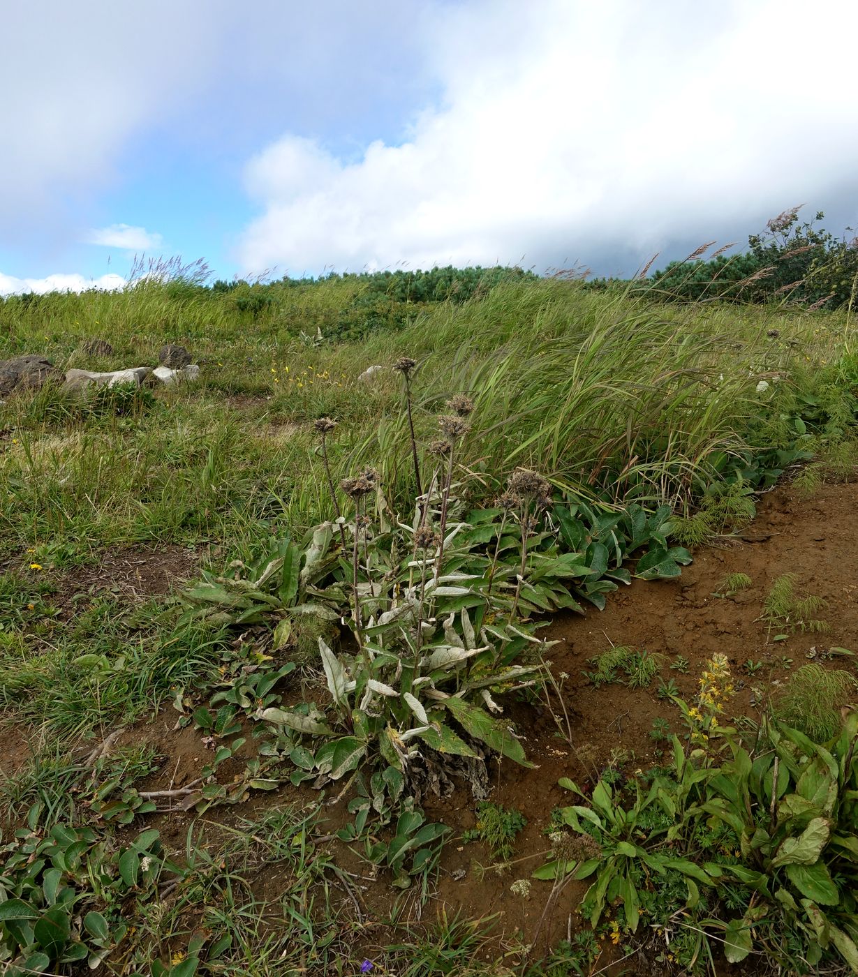 Стоянка "Вилючинский перевал", image of landscape/habitat.