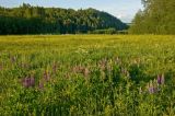 Окрестности села Верх-Язьва, image of landscape/habitat.