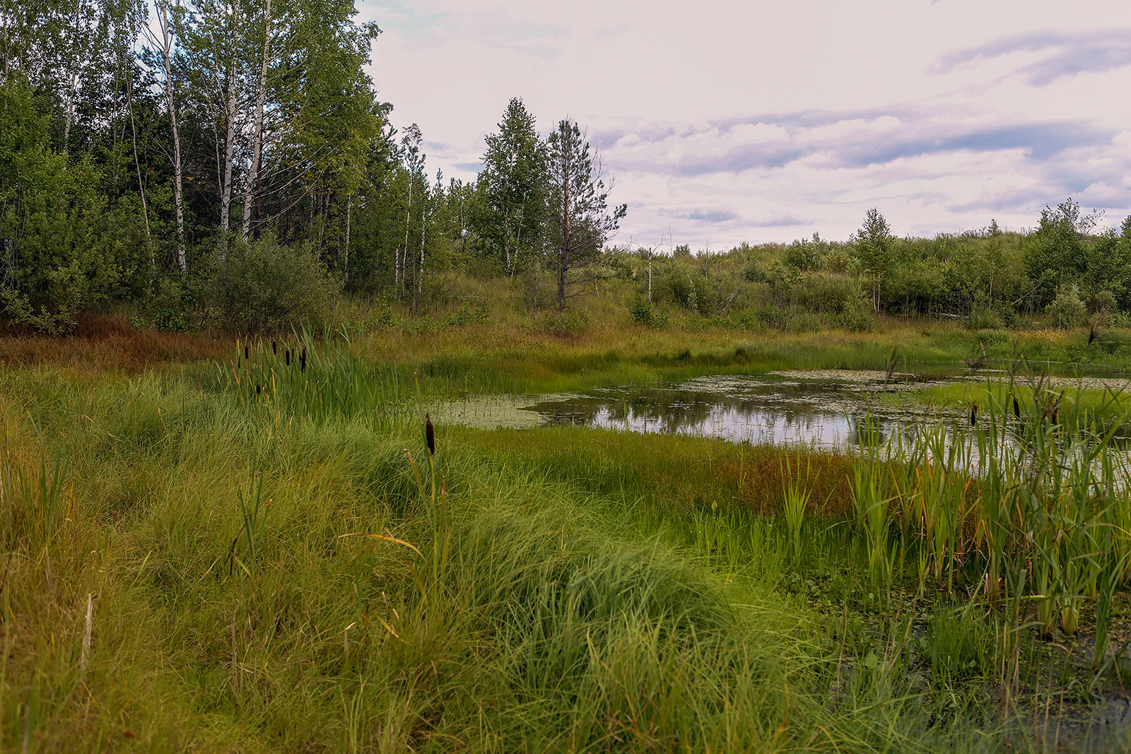 Песчаный карьер, image of landscape/habitat.