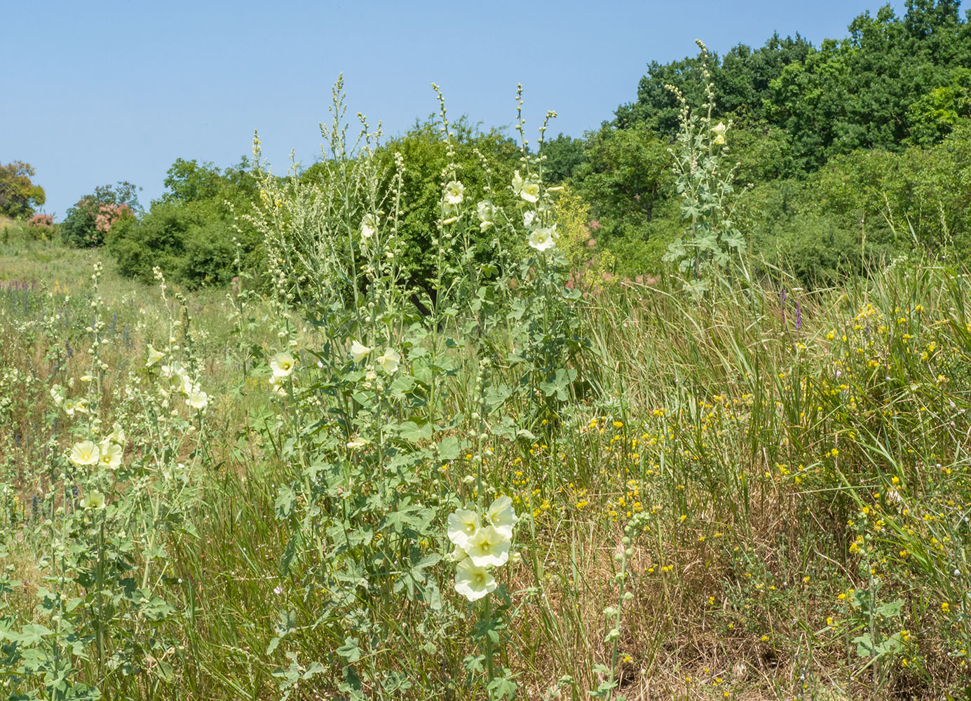 Крымск, окрестности, image of landscape/habitat.