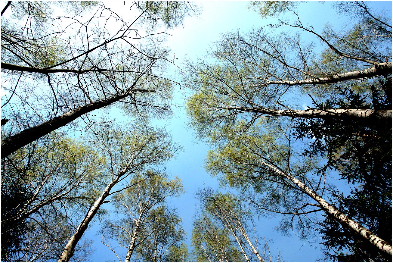 Окрестности Хрипани, image of landscape/habitat.