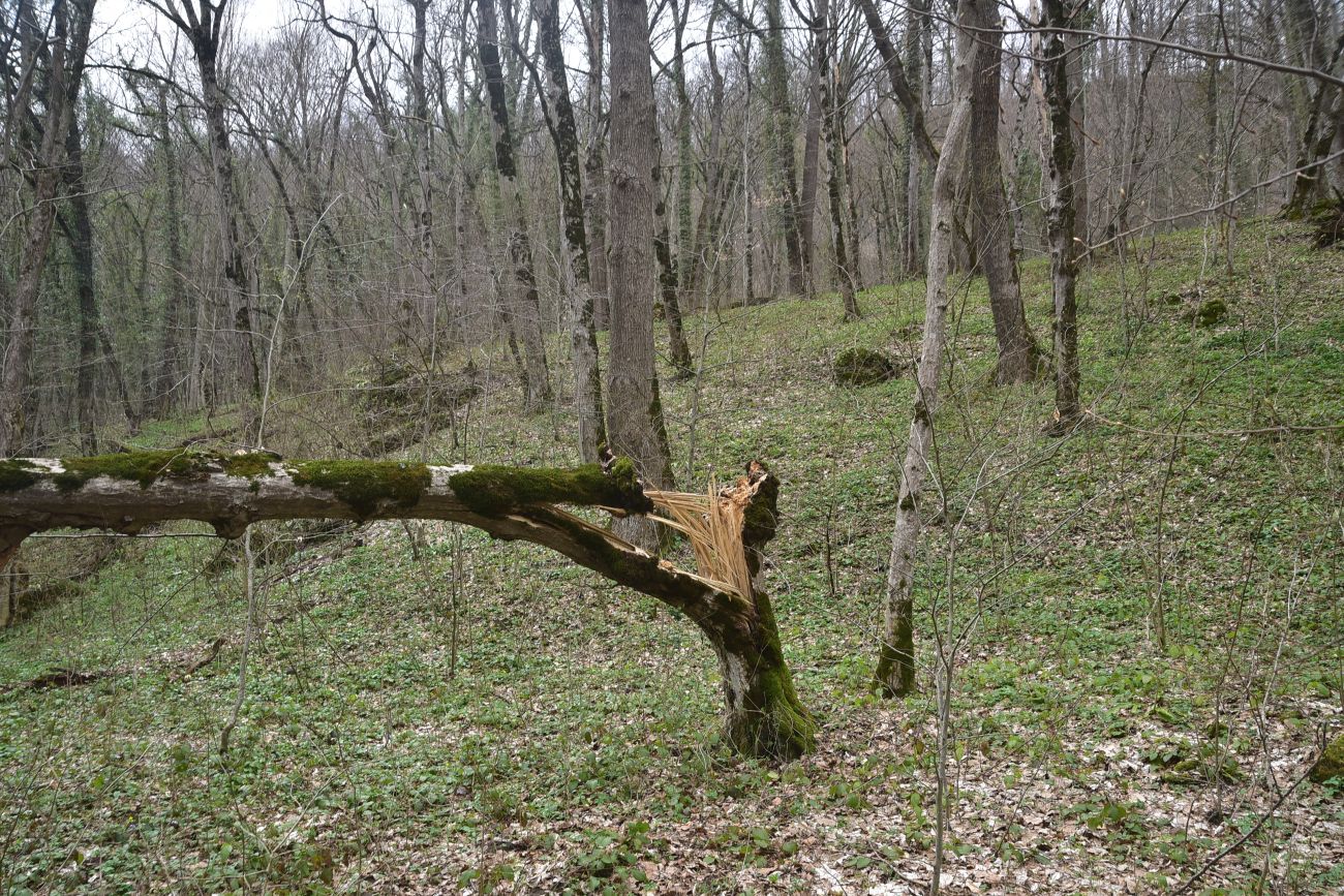 Долина Белой около Руфабго, изображение ландшафта.