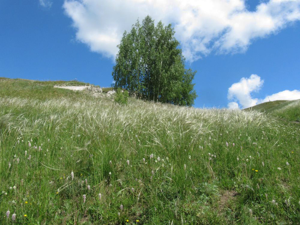 Кунгур, image of landscape/habitat.