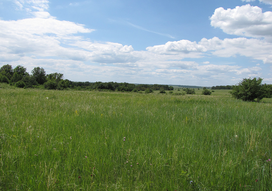 Городническая степь, image of landscape/habitat.