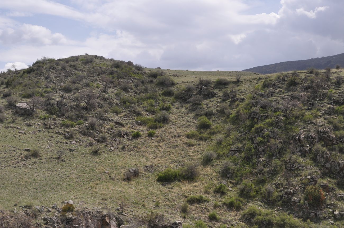 Окрест. монастыря Зеда Вардзиа, image of landscape/habitat.