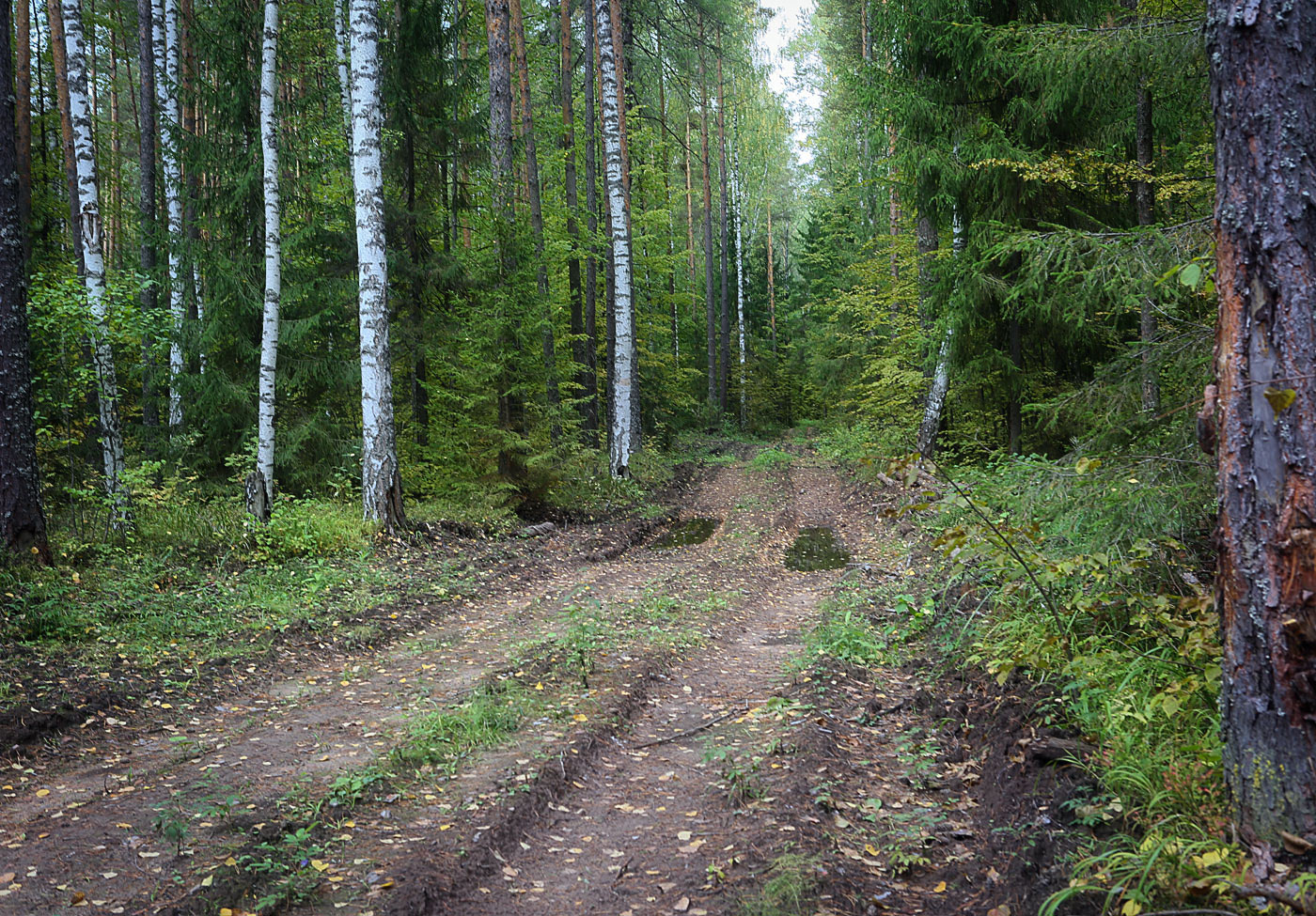 Кунчурихинский бор, image of landscape/habitat.