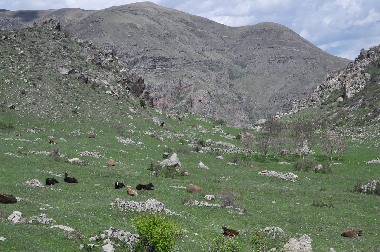 Окрестности села Тмогви, image of landscape/habitat.