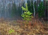 Окрестности Хрипани, image of landscape/habitat.