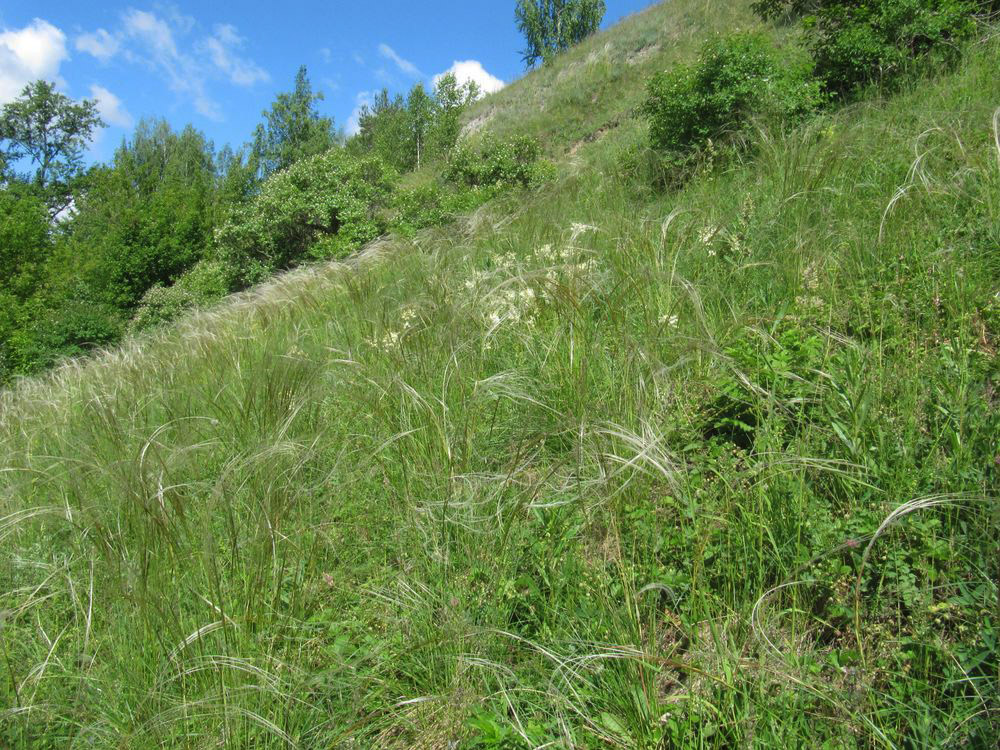 Кунгур, image of landscape/habitat.