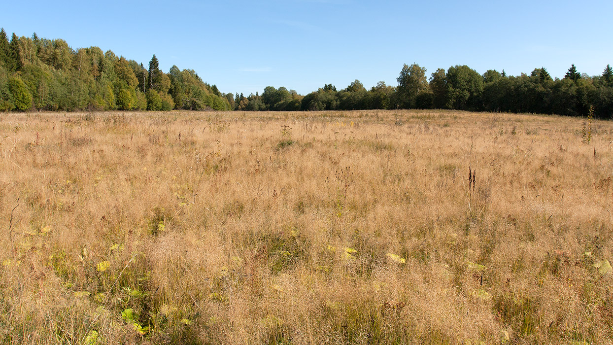 Залежь у Домашово, image of landscape/habitat.