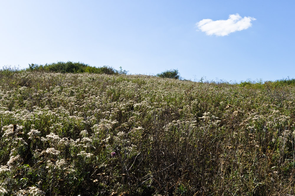 Тузловские склоны, image of landscape/habitat.