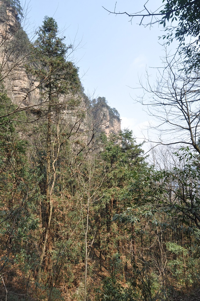 Национальный парк "Чжанцзяцзе", image of landscape/habitat.