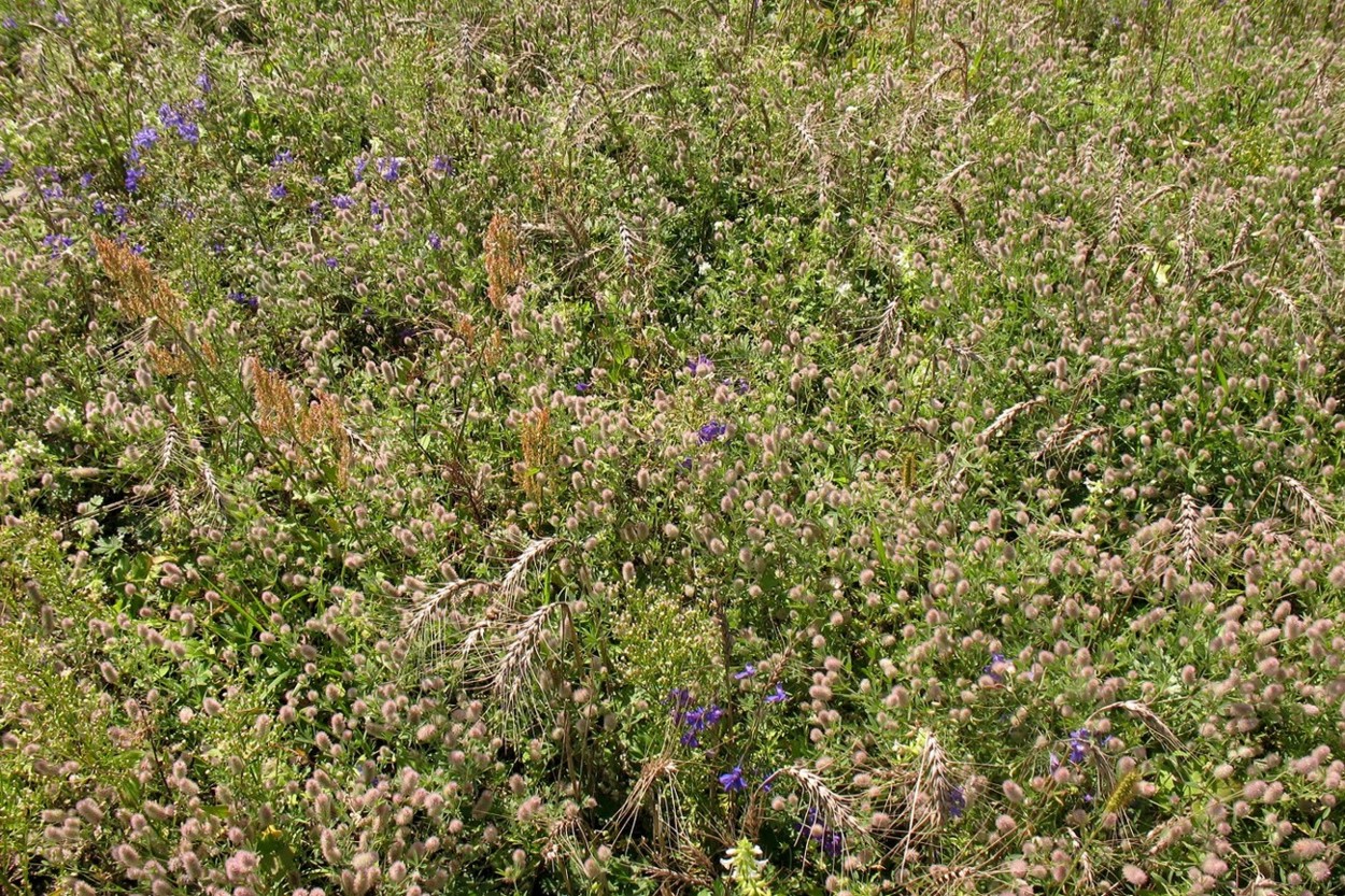 Окрестности д. Лужки, image of landscape/habitat.