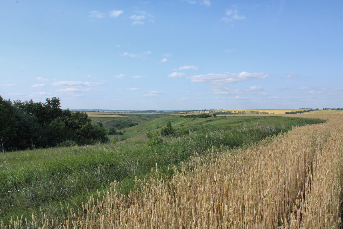 Острасьев Яр, image of landscape/habitat.