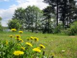 Токсово, image of landscape/habitat.