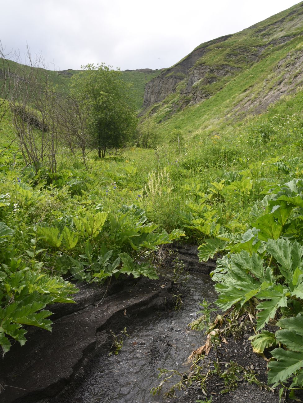Дом Патимат, image of landscape/habitat.