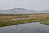 "Королевская дача", image of landscape/habitat.
