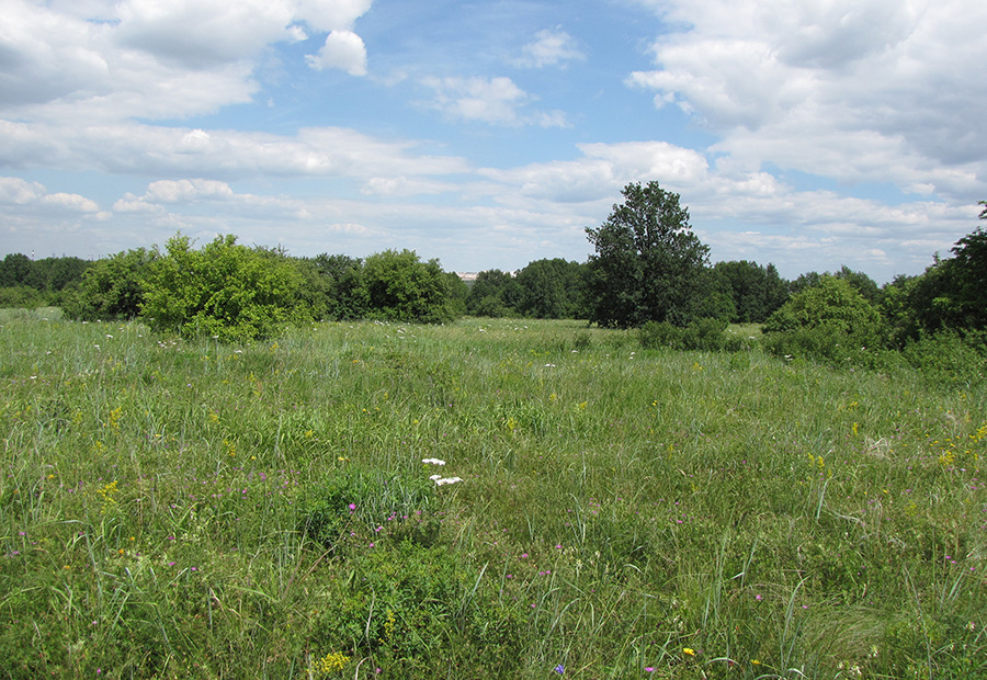 Лес Кучугуры, image of landscape/habitat.