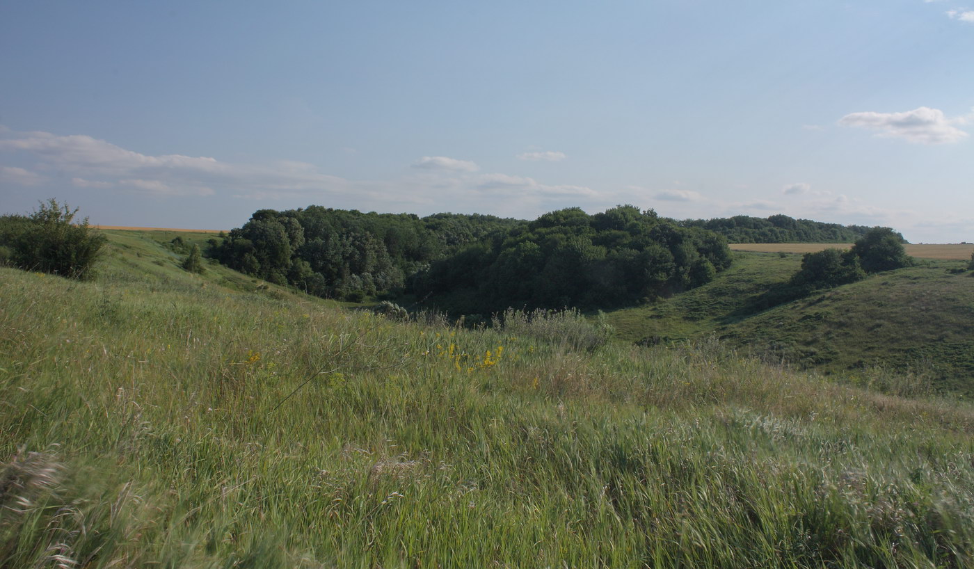 Острасьев Яр, image of landscape/habitat.