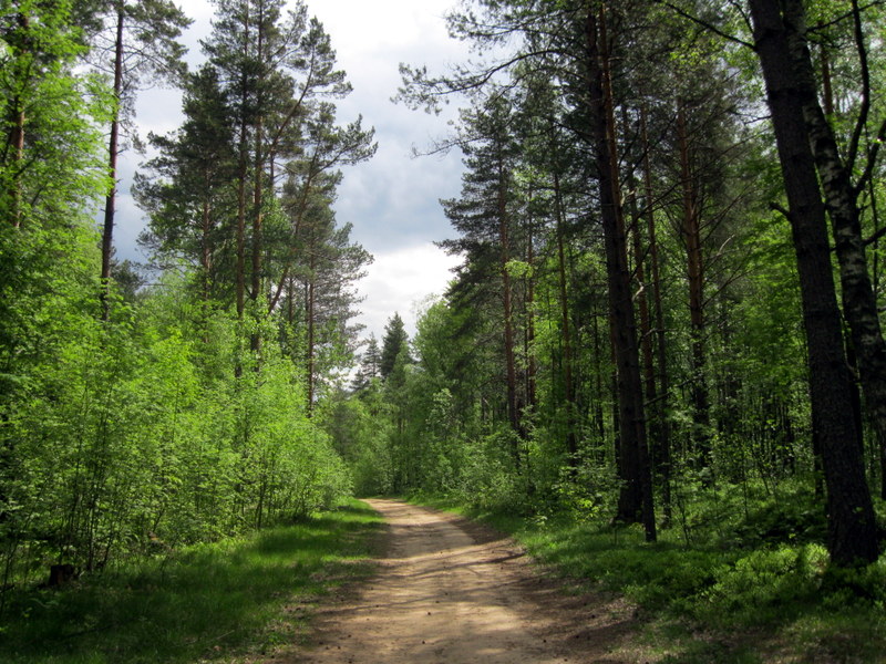 Токсово, image of landscape/habitat.