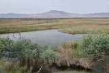 "Королевская дача", image of landscape/habitat.