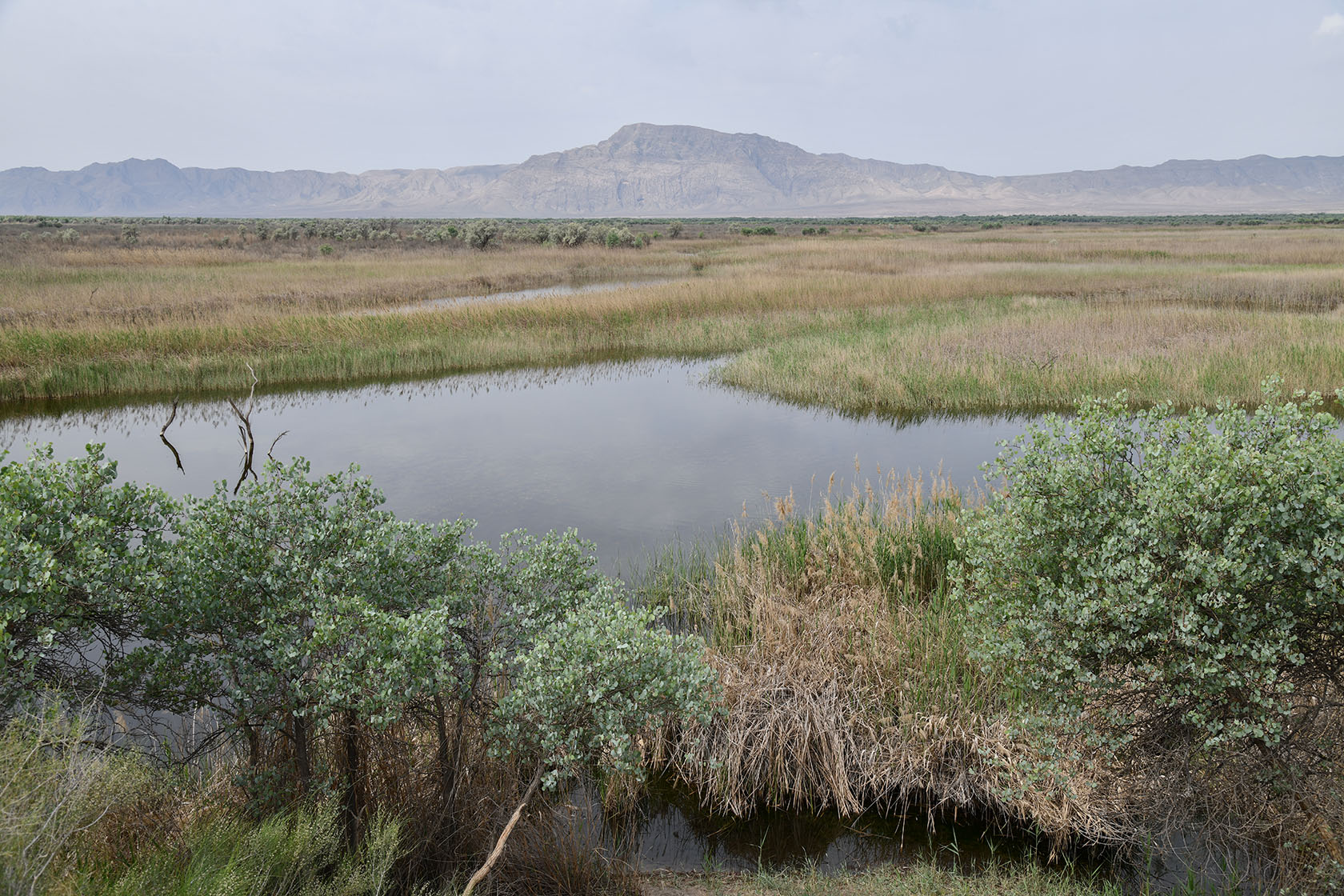 "Королевская дача", image of landscape/habitat.