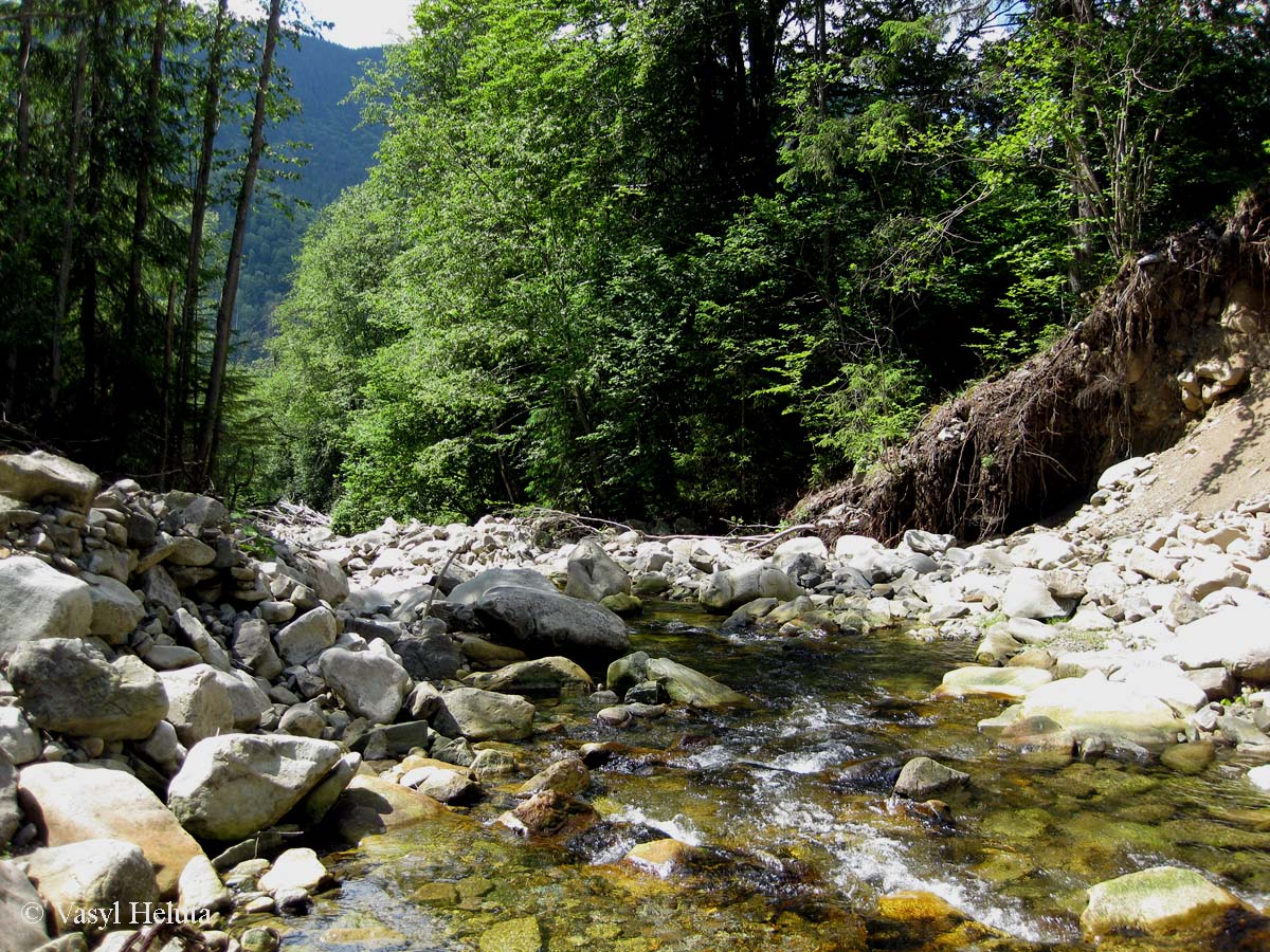 Заповедник "Горганы", Максимец, image of landscape/habitat.