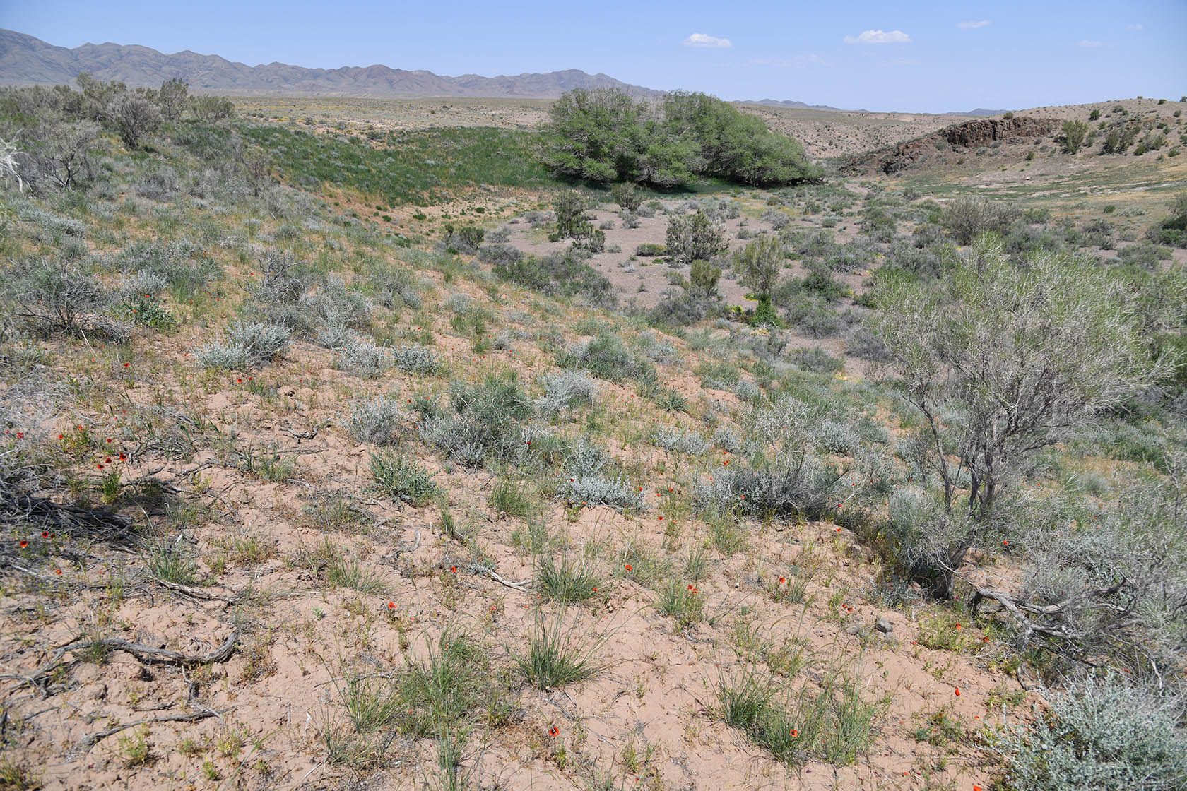 Горы Улькен-Богуты, image of landscape/habitat.