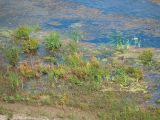 Верхняя Терраса и окрестности, image of landscape/habitat.