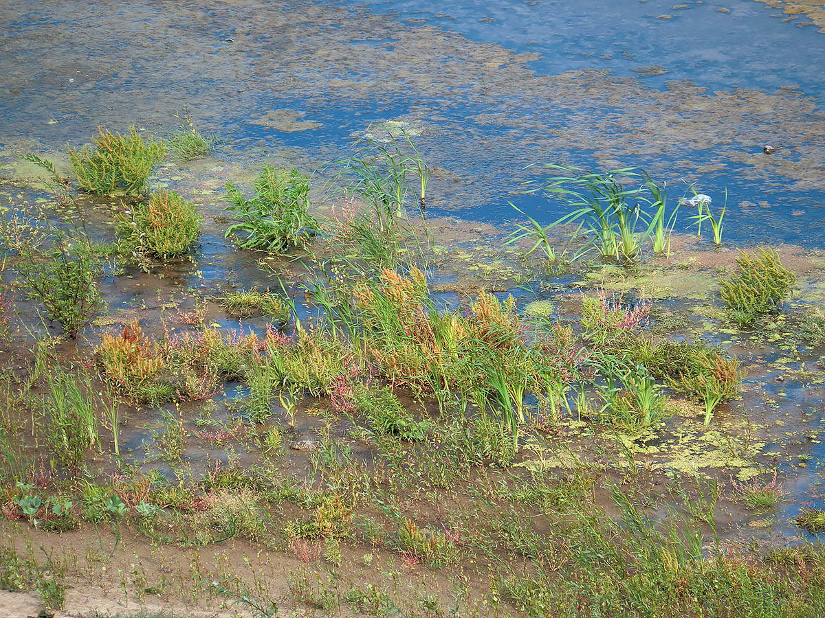 Верхняя Терраса и окрестности, image of landscape/habitat.