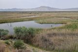 "Королевская дача", image of landscape/habitat.
