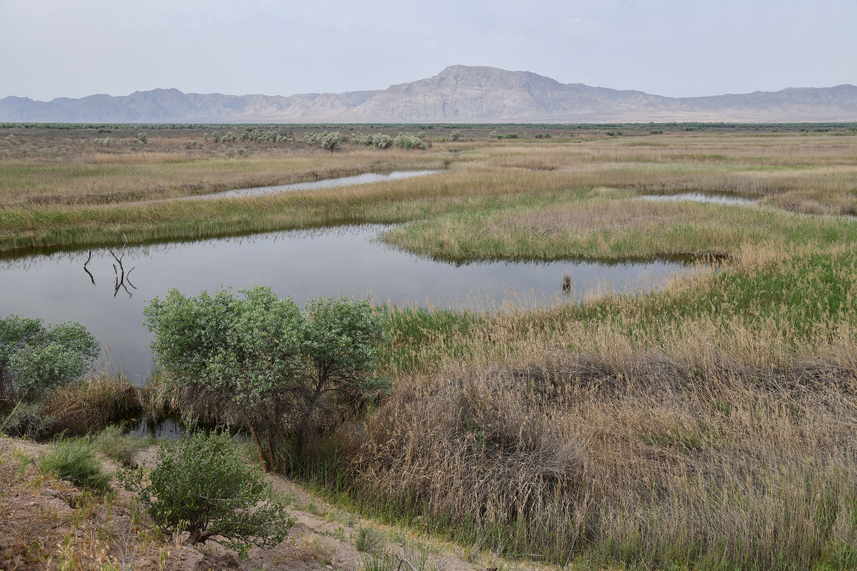 "Королевская дача", image of landscape/habitat.
