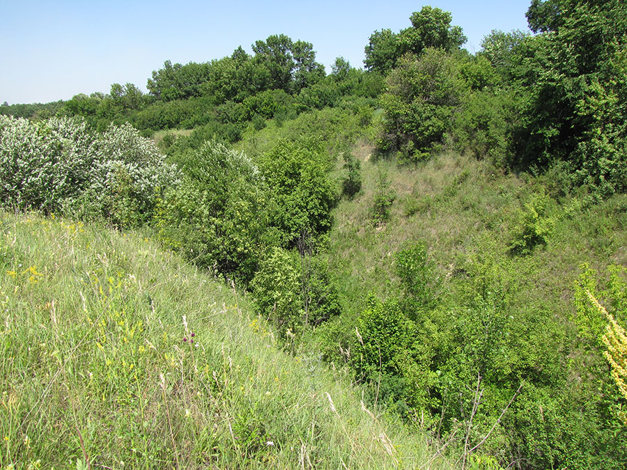 Лес Кучугуры, image of landscape/habitat.